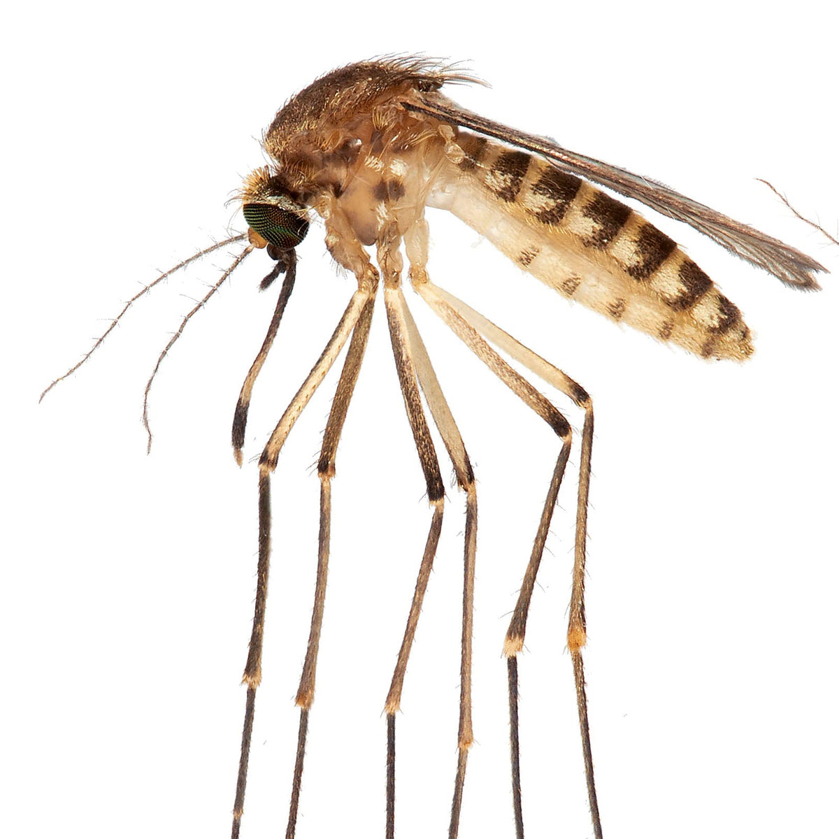 One Florida Mosquito