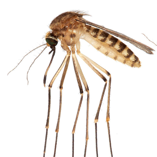 One Florida Mosquito